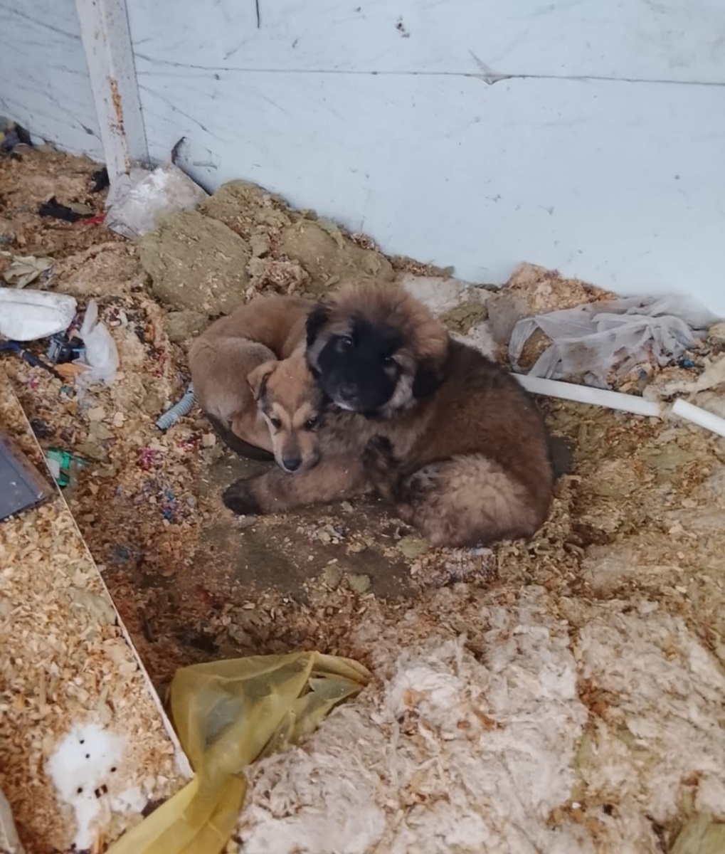 Лёва и Антошка на пустыре в стекловате 💔