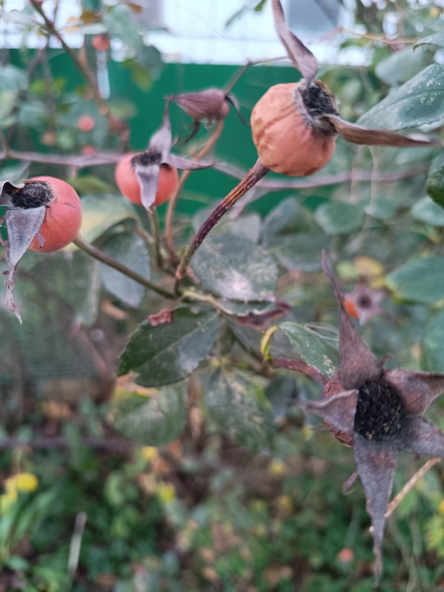 На Кубани сезон цветения и плодоношения очень длинный