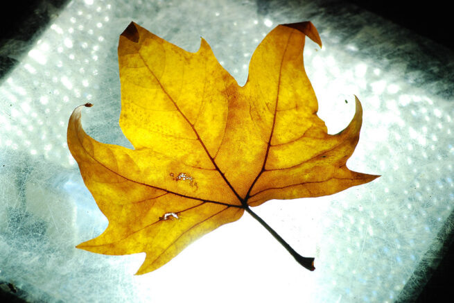    Фото: Михаил Ступин / Югополис