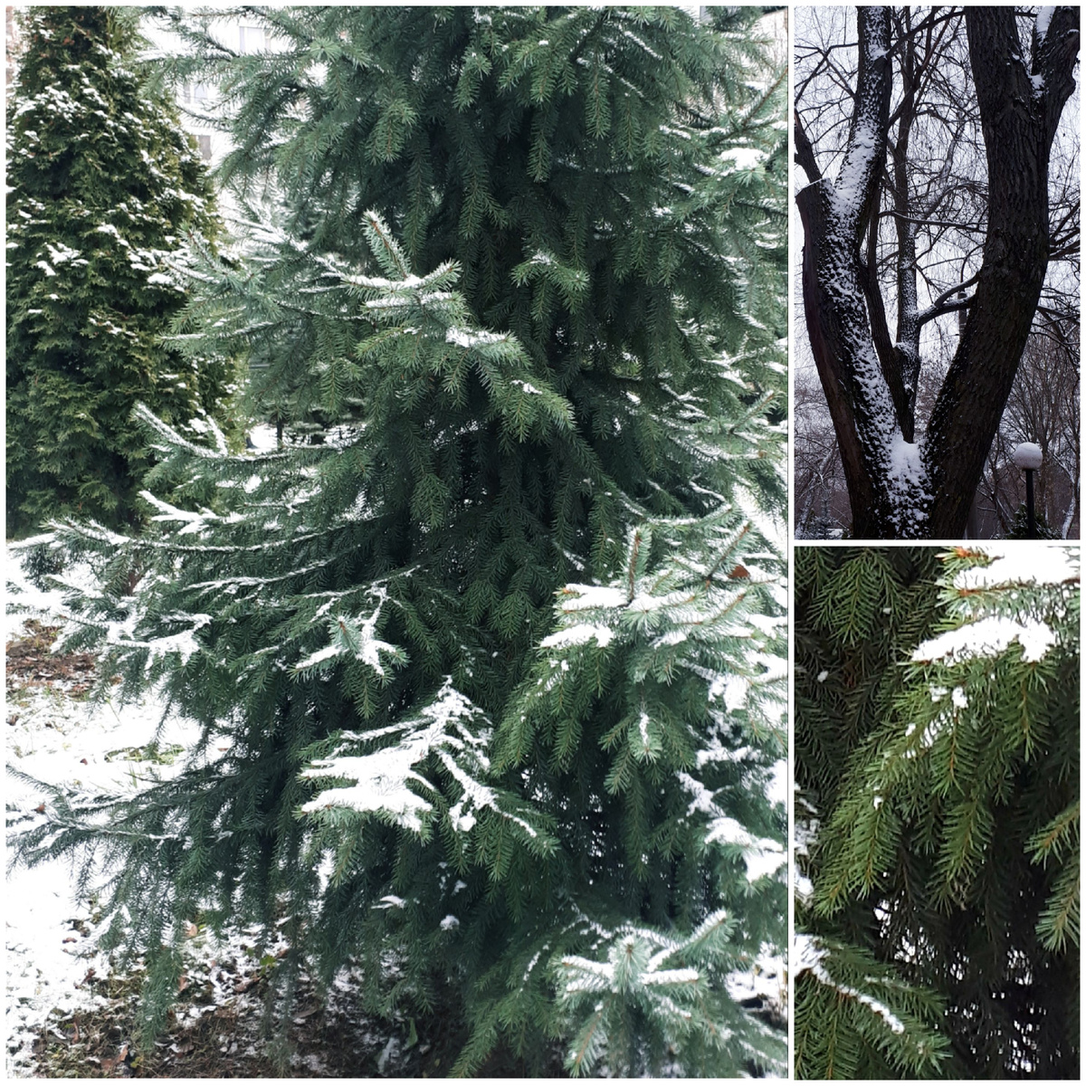 Коллаж автора 10.12.2025г.