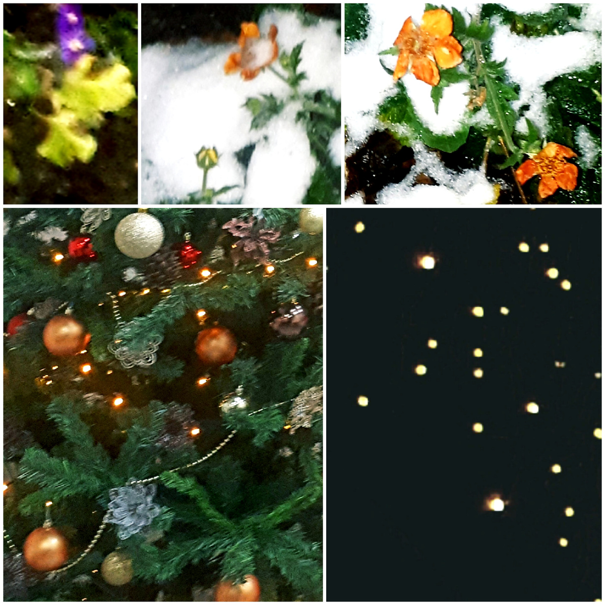 Коллаж автора 10.12.2025г.