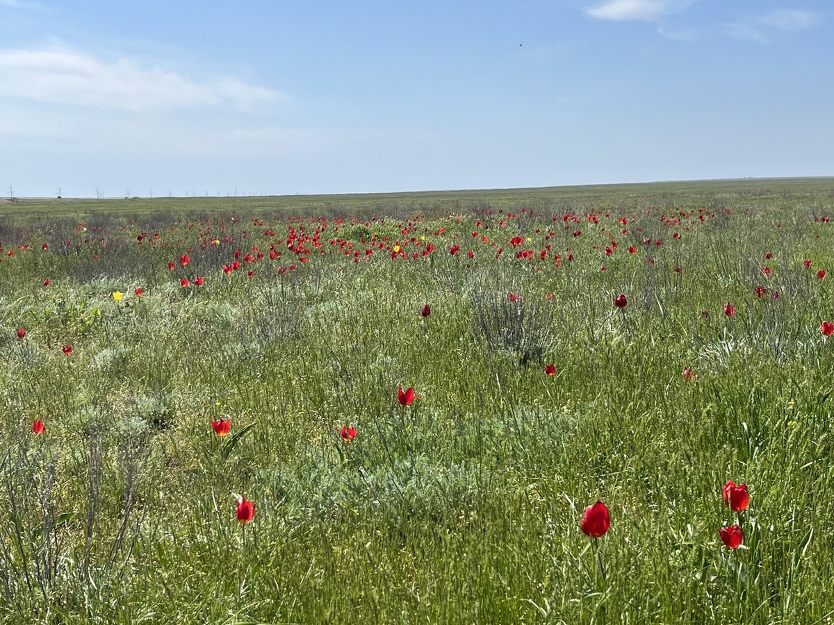 Цветение тюльпанов в степи Калмыкии