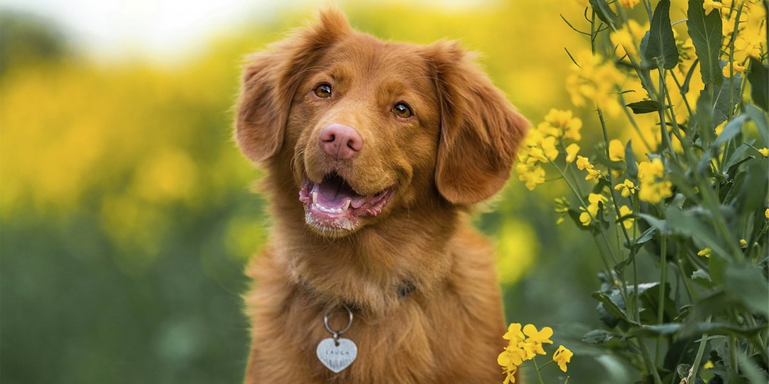 На языке любви: как собаки говорят нам «спасибо»