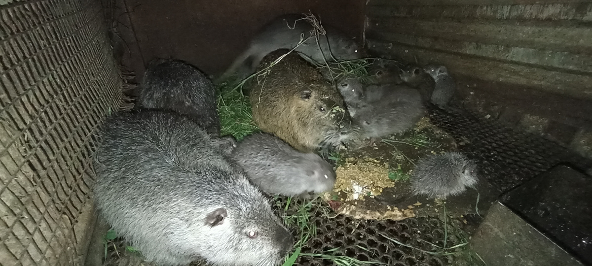 Семья нутрий