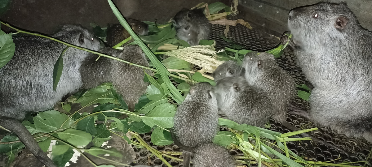 Нутрятам несколько дней