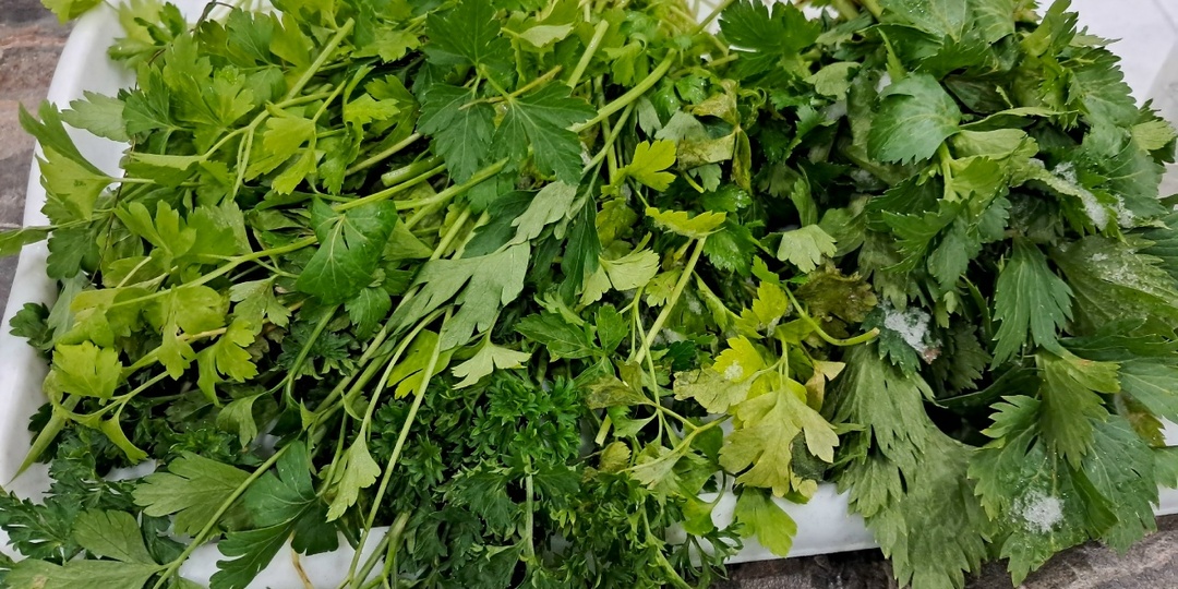 Собрала петрушку 10 декабря! Как зелень пережила морозы и снег