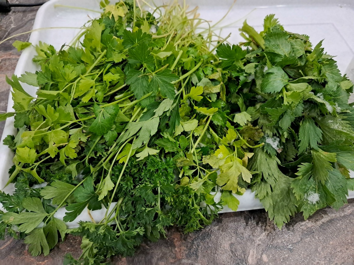 Моя зимняя зелень