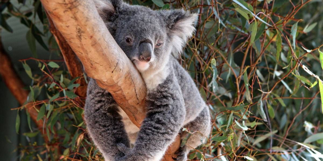 От коалы до флакона: путь устойчивой красоты