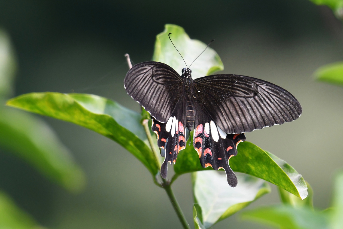 Common Mormon (Papilio polytes) - обыкновенный Мормон. Самки этого вида известны своим разнообразным рисунком крыльев, многие из которых имитируют несъедобные виды бабочек, чтобы избежать нападения хищников. Бабочка на фото имитирует бабочку Common Rose