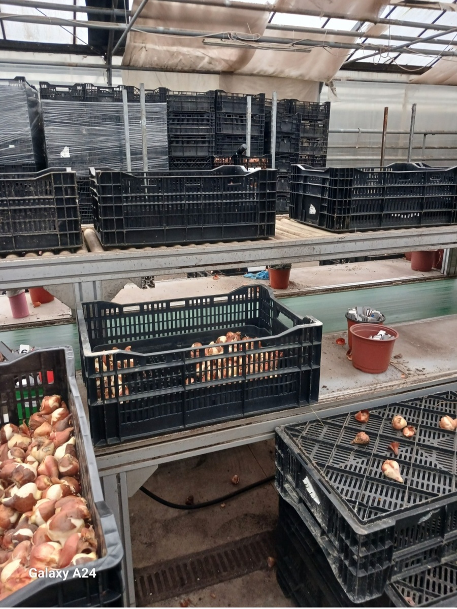 Так их собирают в цехе