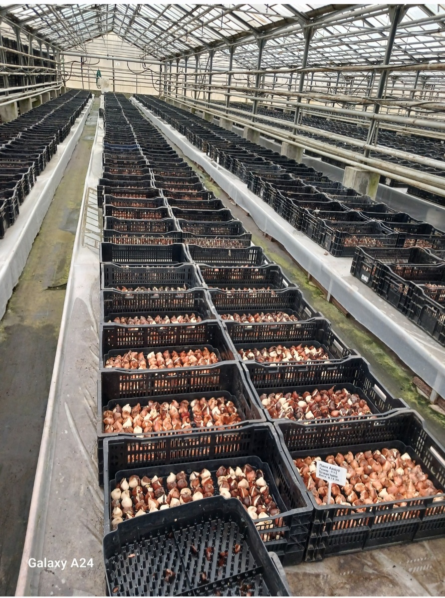 Так они растут в холоде на грядках