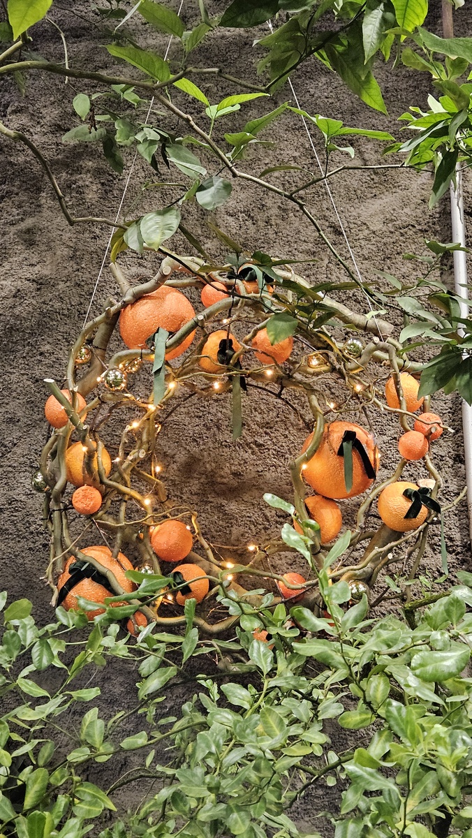 Инсталляция из апельсинов в оранжерее Ботанического сада (фотография автора)