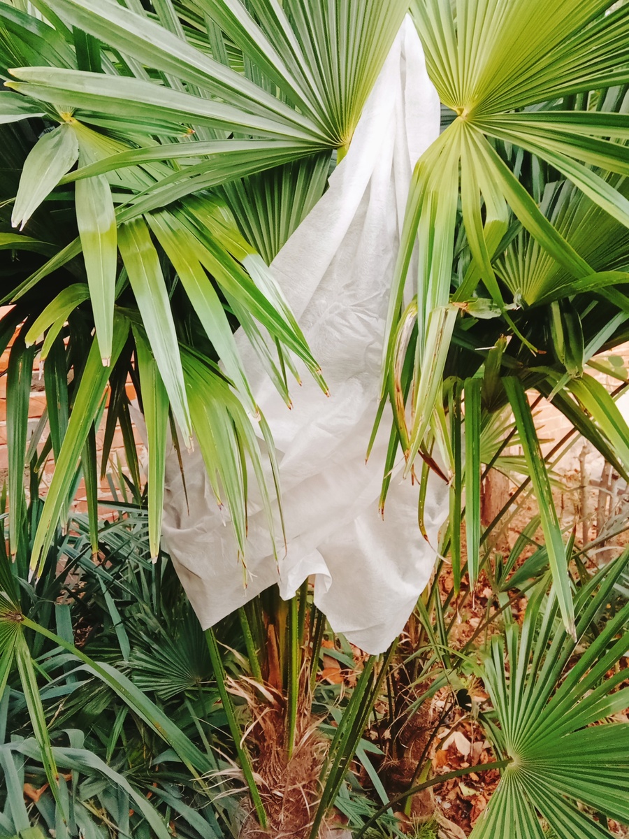 Пальма, которая побольше