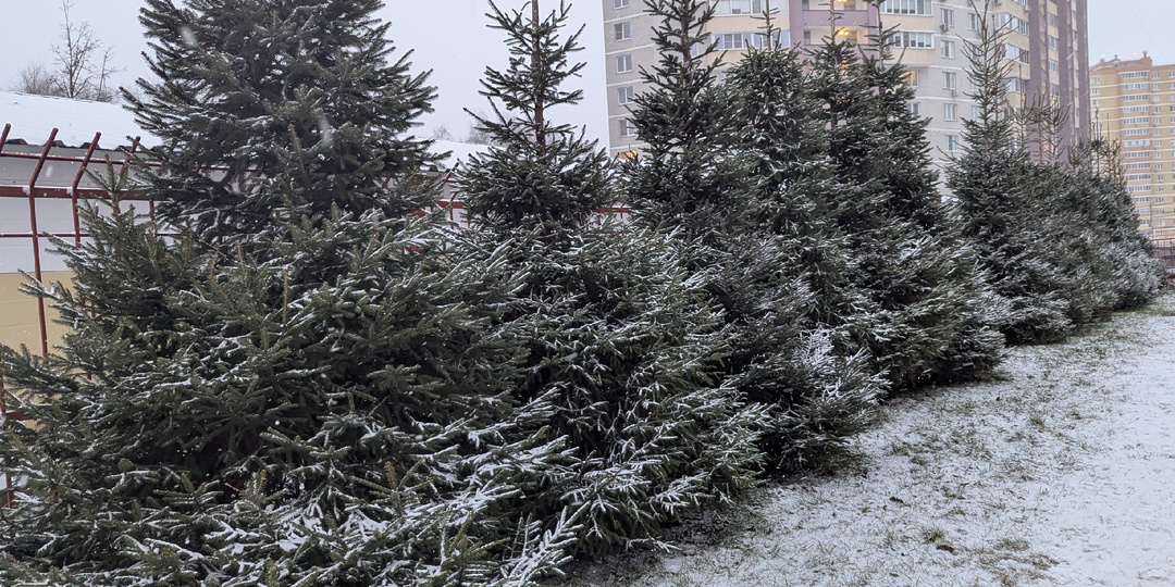 От утреннего снега до вечерней ёлки: мой день между тревогой и уютом