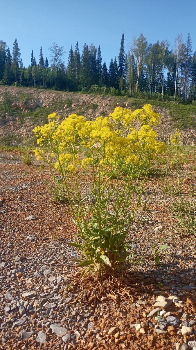 Место, где мы обычно останавливаемся отдохнуть. Вооон в том лесу я их увидела)
