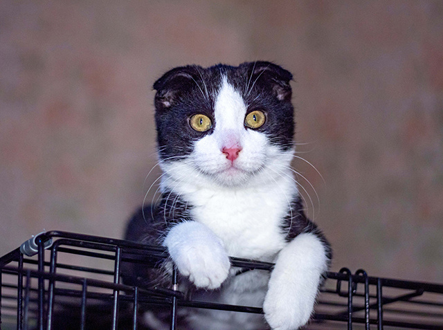 Марафон помощи бездомным животным начнется с Твери