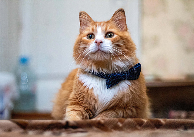 Марафон помощи бездомным животным начнется с Твери