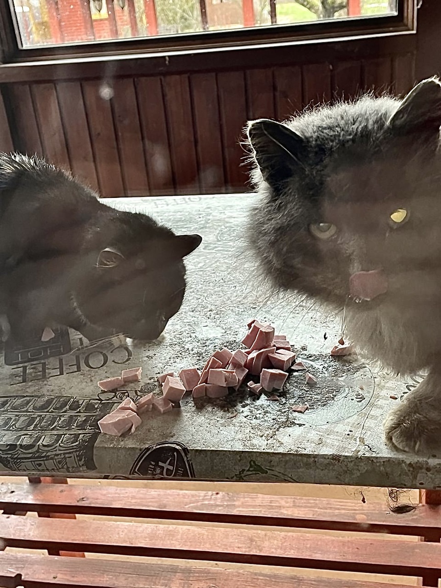 Дымок с Маркизеттой кушают колбаску! Везде фото автора.