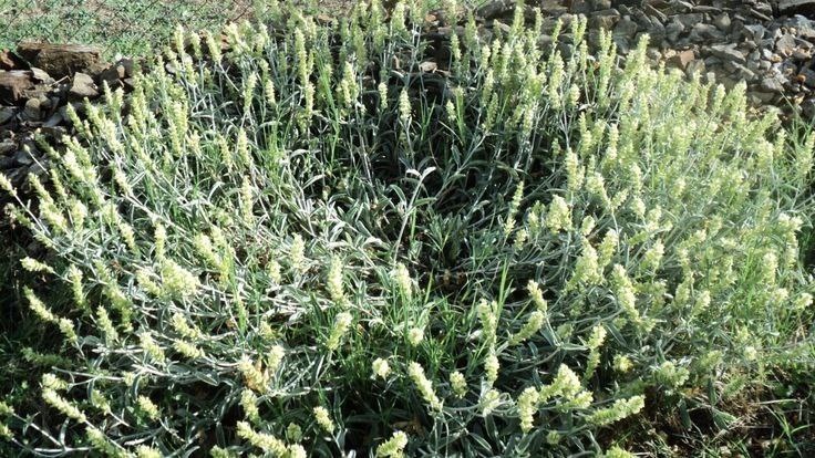 фото из Pinterest железница греческая горная