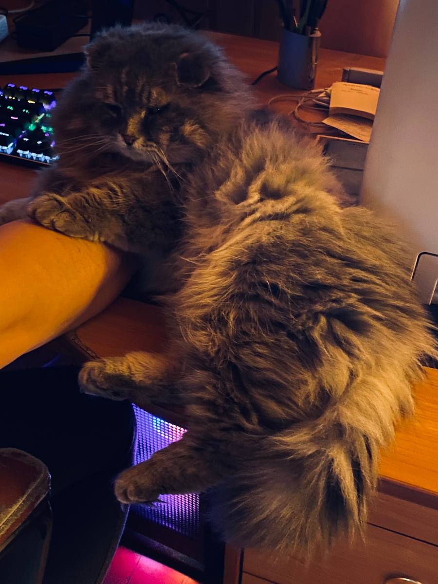 Буду ждать, когда Главкот освободится! Везде фото автора.