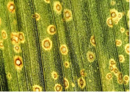 фото с сайта https://m.ok.ru/group/52936346042544/topic/66142808454576: антракноз аспидистры