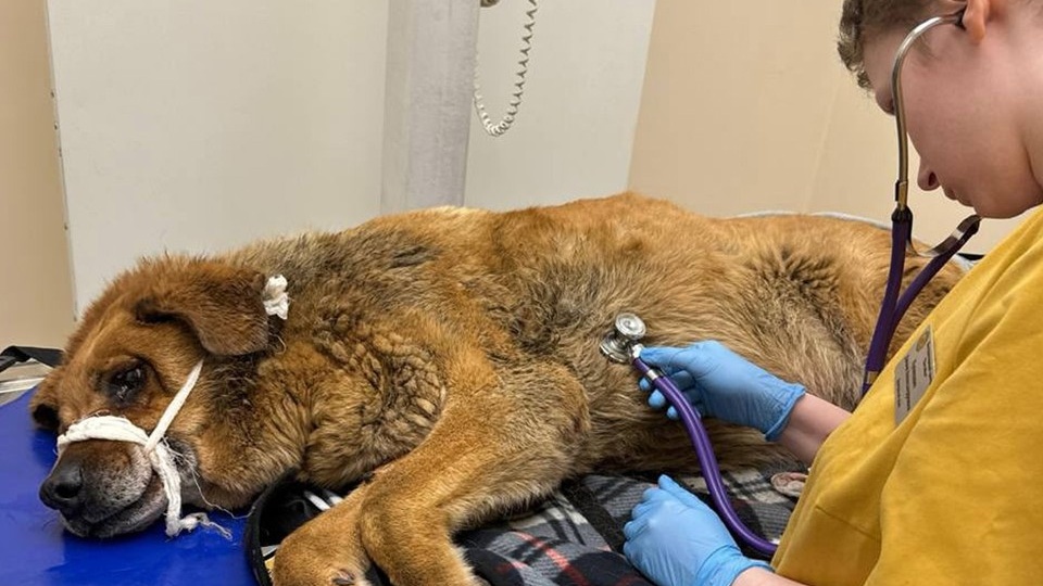 Расстреляли и переехали: Пса по кличке Миша с многочисленными ранениями спасли под Петербургом