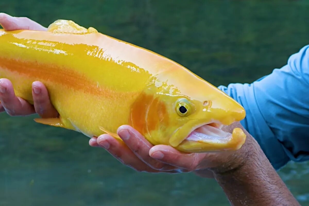 Фото с сайта: https://www.wideopenspaces.com/golden-trout-wv/