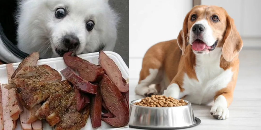 Натуральное питание против готовых кормов: разбираем за и против