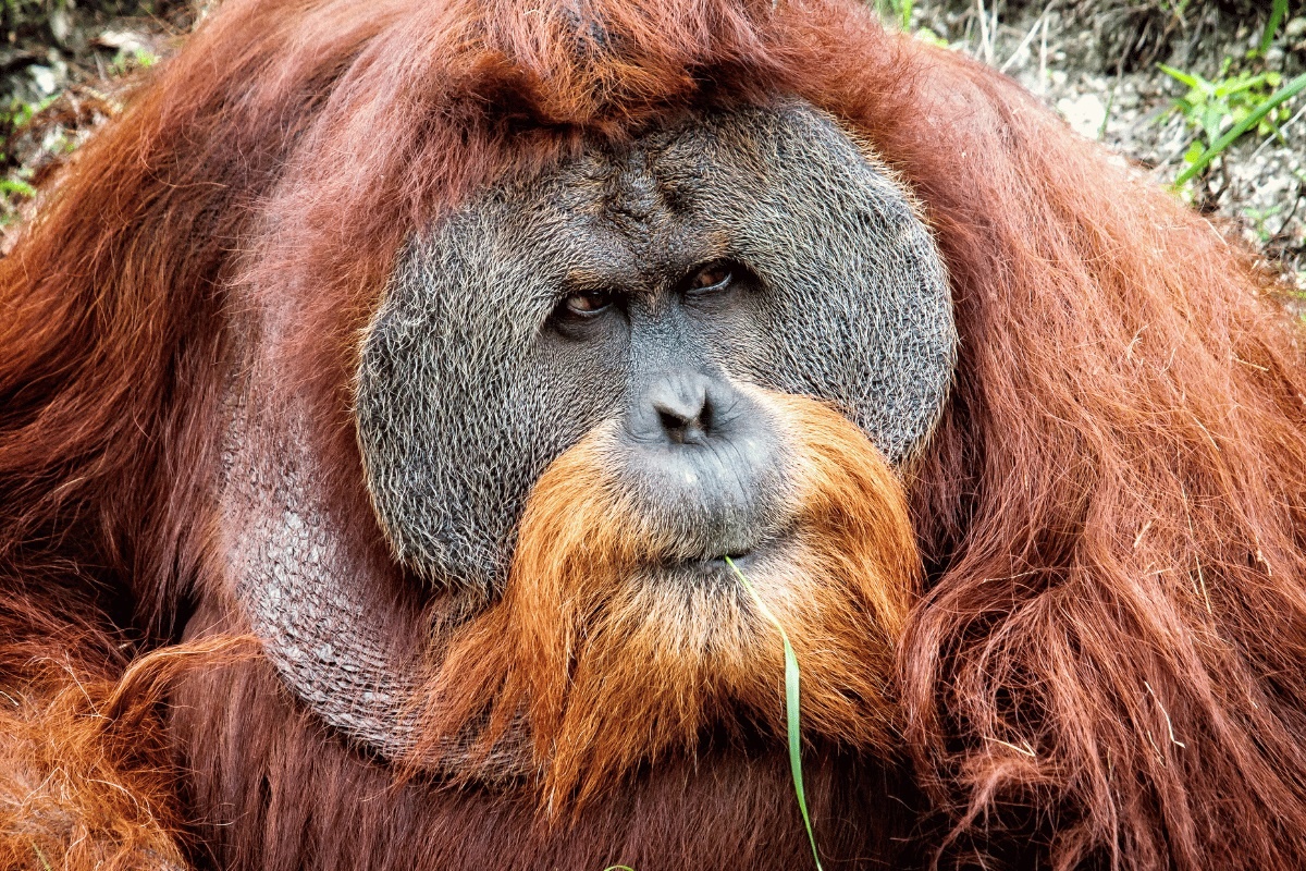 Фото с сайта: https://geozoo.pl/czerwona-ksiega-gatunkow-zagrozonych/