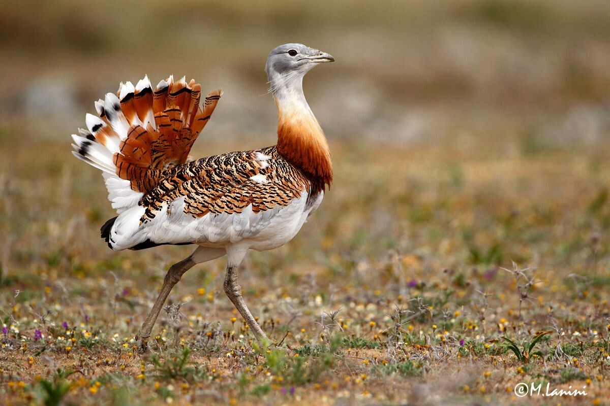 Фото с сайта: https://fi.pinterest.com/pin/great-bustard-otis-tarda-by-maurizio-lanini--321374123386673392/