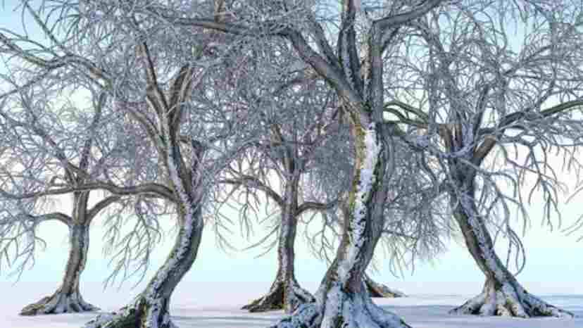 Структура дерева зимой как отдельное украшение сада