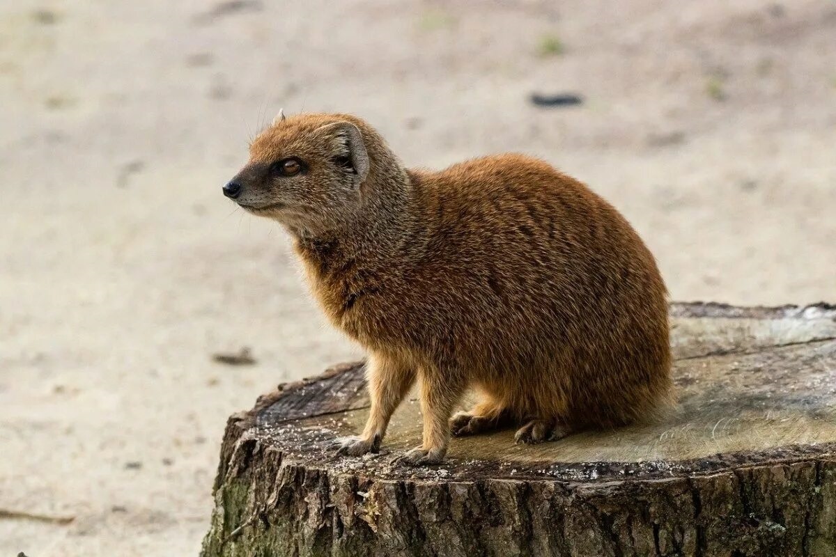 Фото с сайта: https://balthazar.club/o/22600-mangust-v-prirode.html