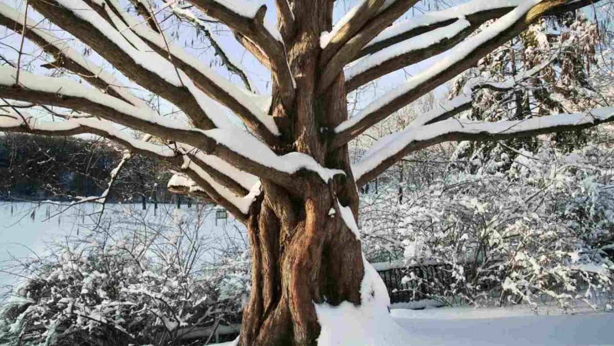 Метасеквоя опала зимой