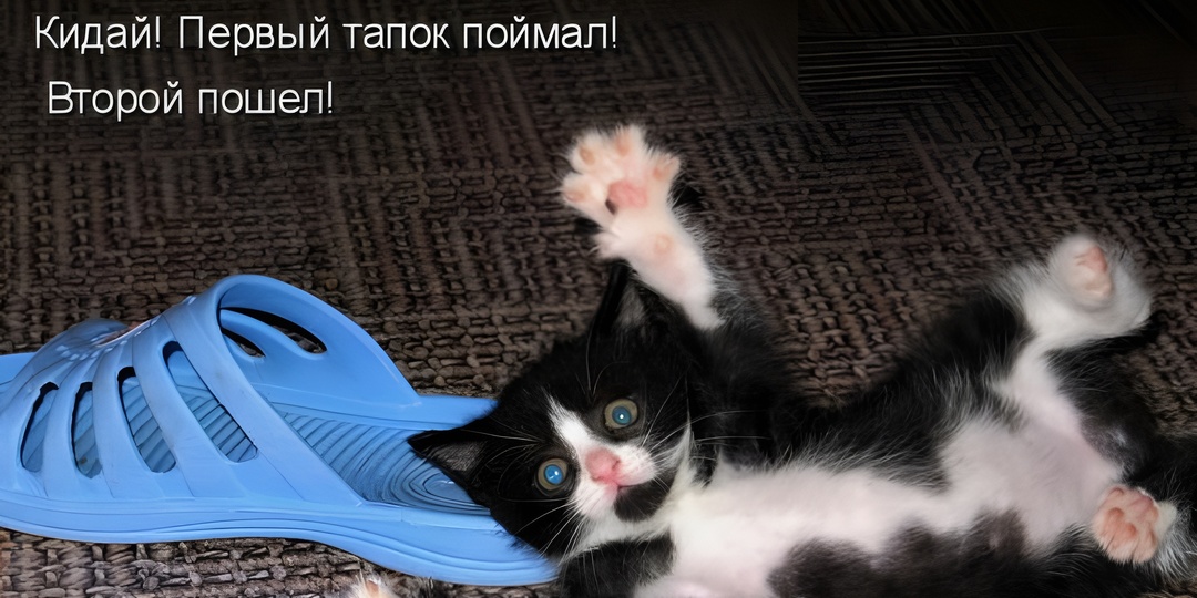 15 смешных картинок с надписями для поднятия настроения. Почему обожают коробки