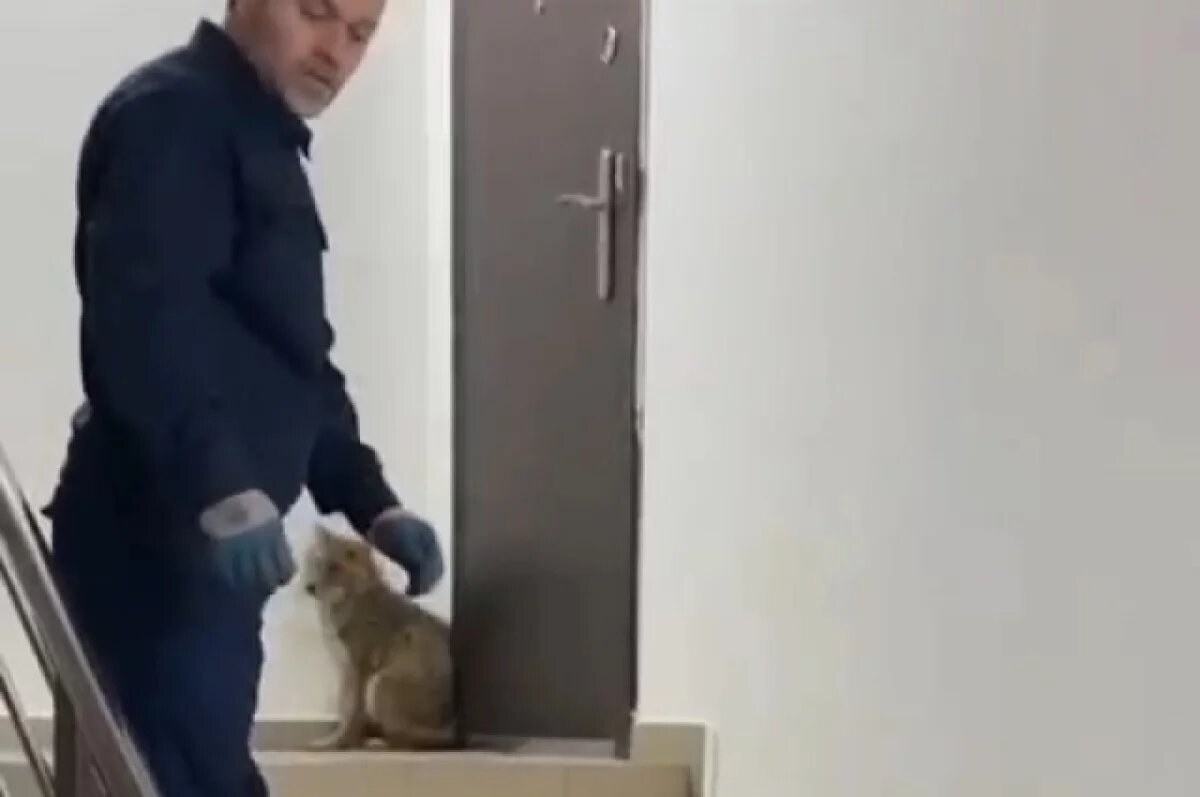    Дикая лиса забралась на третий этаж жилого дома в Магасе