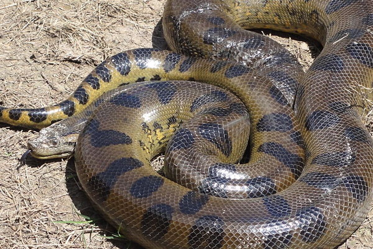 Фото с сайта: https://www.kompas.com/sains/read/2021/10/03/193200623/mengenal-anakonda-hijau-jenis-anakonda-terbesar-di-dunia