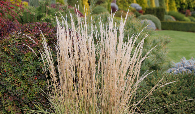    Вейник остроцветковый. Фото: laykamars / Shutterstock / Fotodom