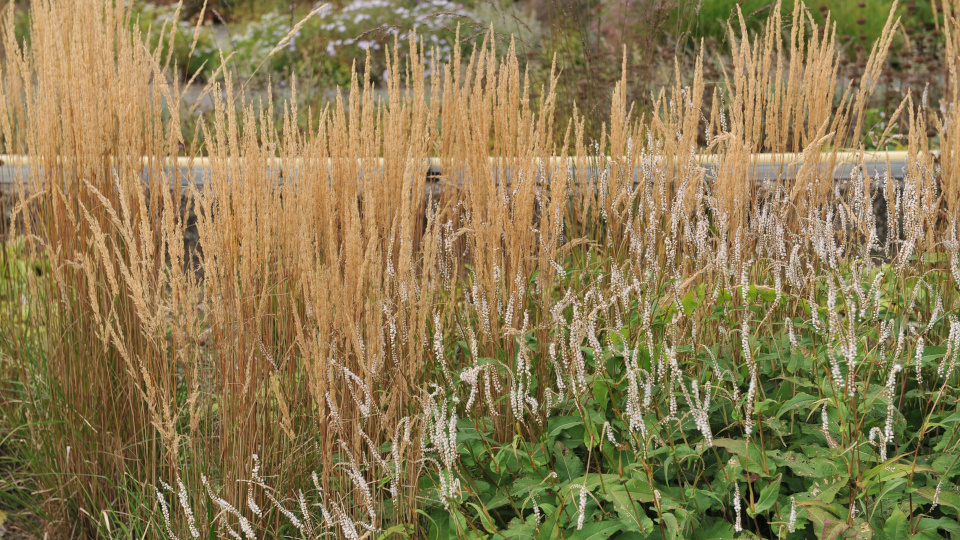 Вейник. Фото: Sergey V Kalyakin / Shutterstock / Fotodom
