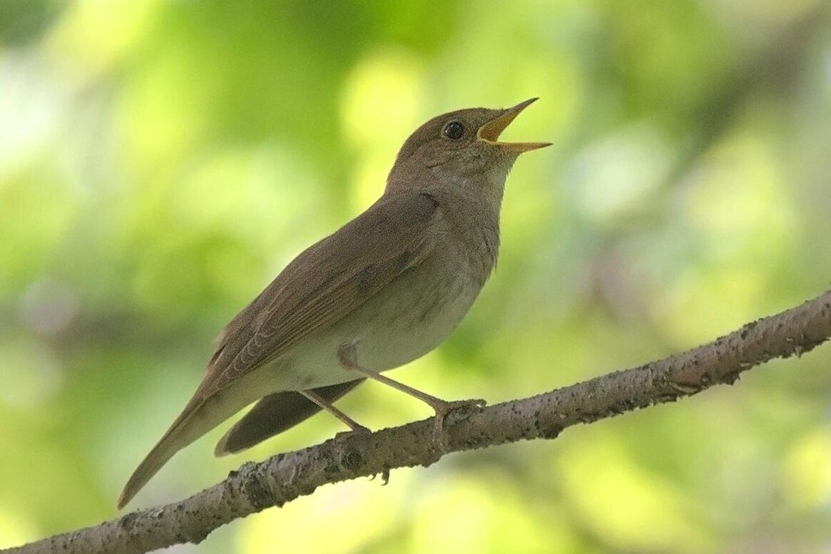 Фото с сайта: https://runews24.ru/tver/17/06/2025/v-tverskoj-oblasti-zafiksirovali-rekordnoe-kolichestvo-poyushhix-solovev