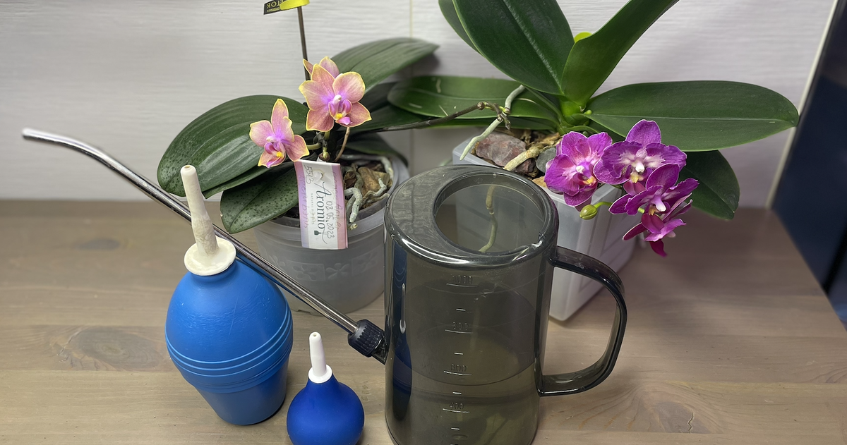 Полив домашних орхидней.  Орхидеи С Еленой Кузнецовой