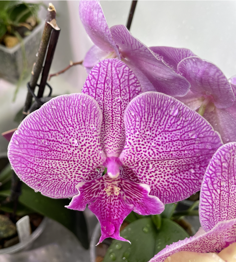 Как поливать орхидеи в домашних условяиях. Орхидеи С Еленой Кузнецовой