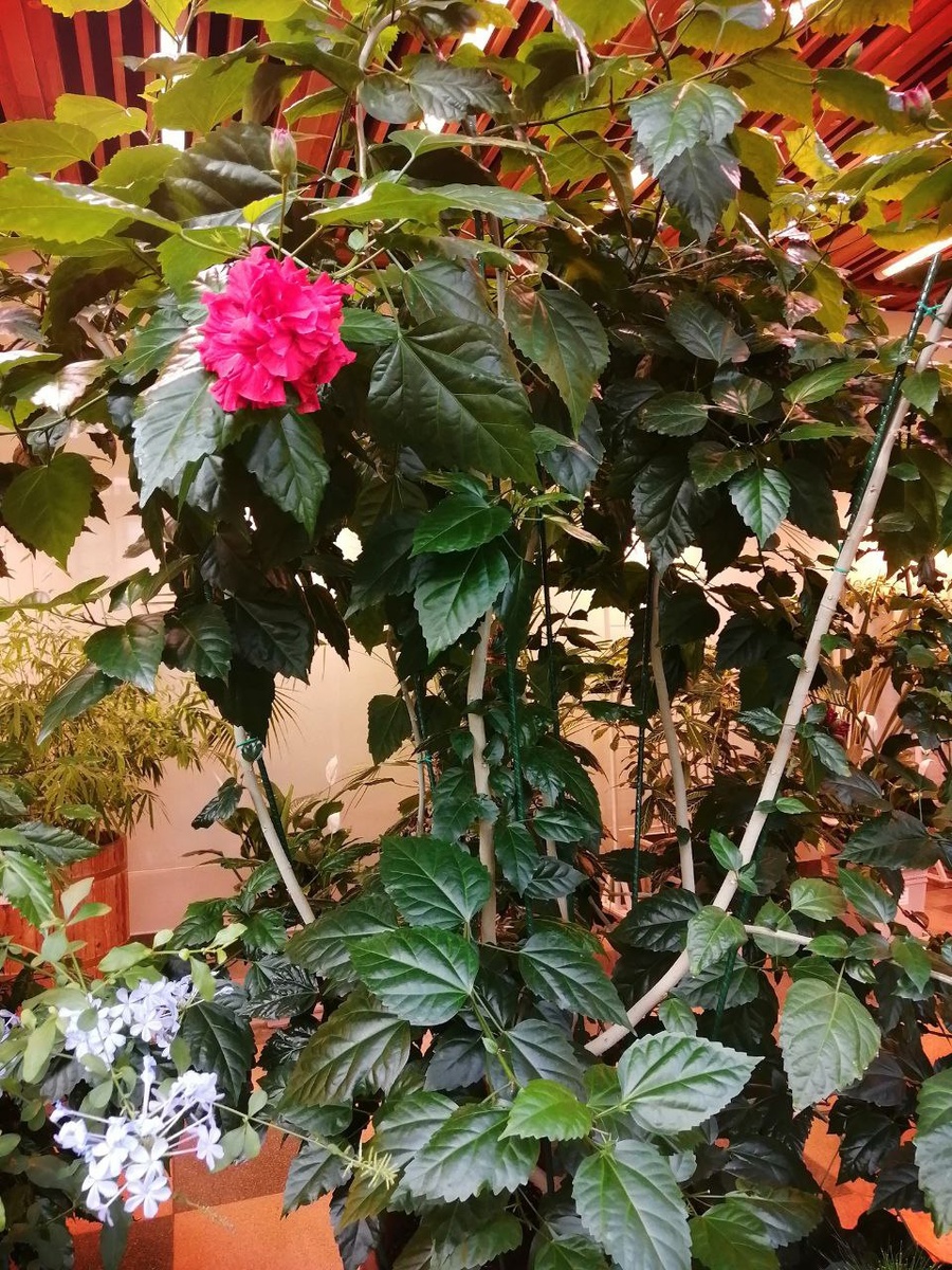 И снова о Москве. А точнее об Оранжерее в Царицыно. Царство растений и вечного лета я посетила три года назад. И чего здесь только нет: цветы, овощи, фрукты со всего света. 