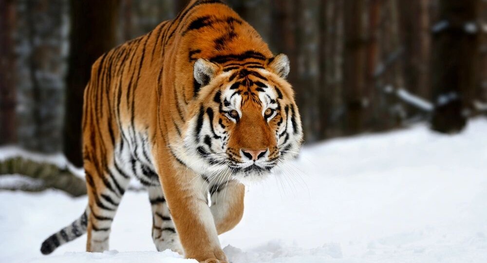 «112»: в Приморье показали видео с тигром, гуляющим во дворе жилого дома