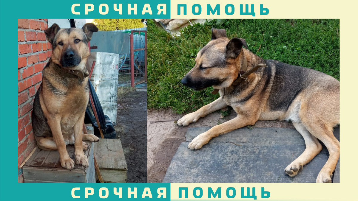 В Чехове пропала собака без породы