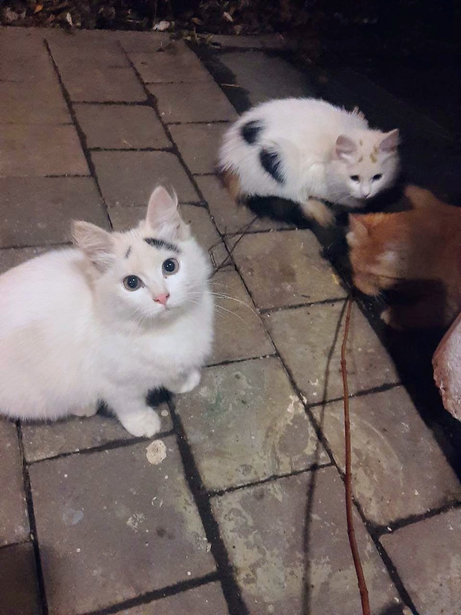 Вот эти сейчас в замурованном продухе