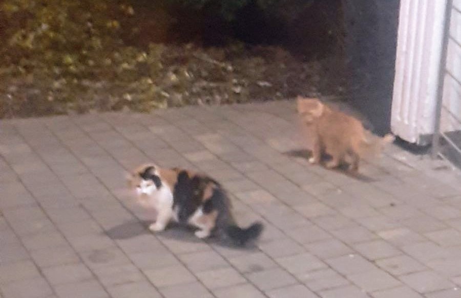 Фоток мало, но хоть какие-то 