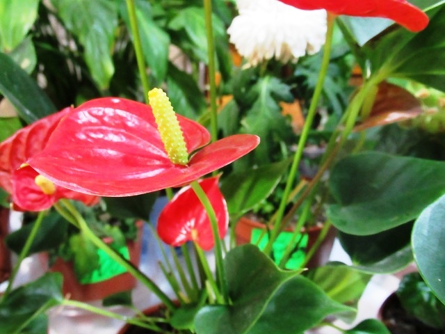 Как добиться пышного цветения антуриума: основные принципы ухода