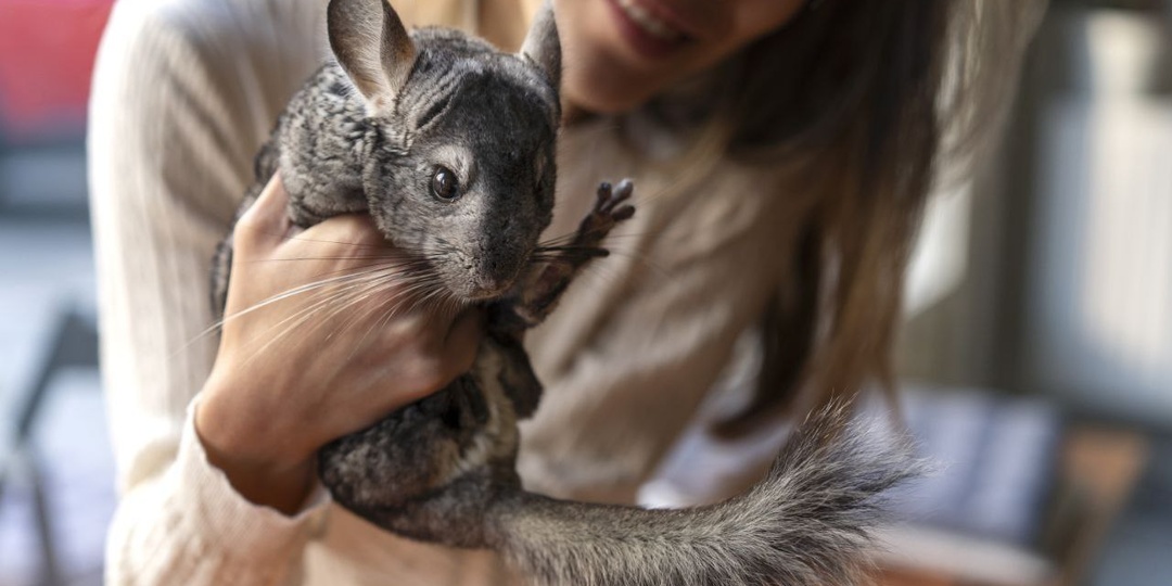 Шиншилла домашняя: ключ к здоровью в правильном рационе