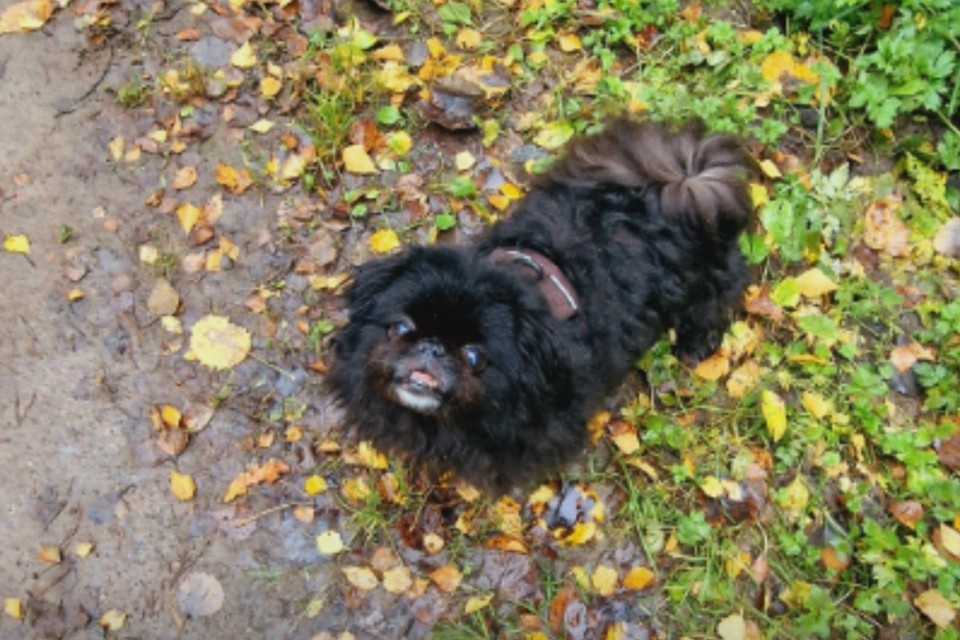    Собачке грозит ампутация лапки. Фото: vk.com/jelly32