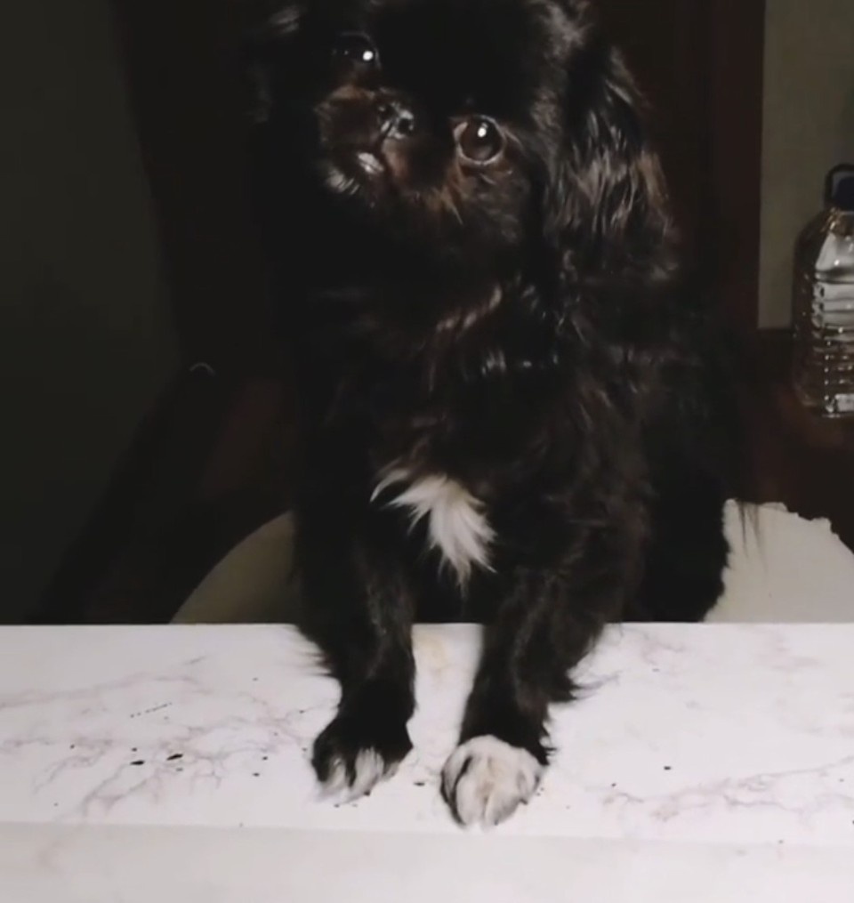    Метис японского хина и померанского шпица по кличке Ники. Фото: vk.com/jelly32